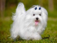 哈巴狗与马耳他犬交配的后代长什么样?体型长多大?