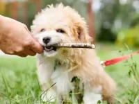 马耳他犬与玩具贵宾犬串串长什么样?适合做家庭宠物吗?