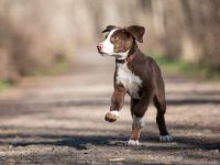 边境牧羊犬和拉布拉多猎犬配出来的狗长啥样?