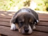 澳大利亚牧羊犬和柯基犬的后代叫啥名?性格热情吗?