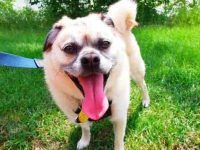 34种你可能从未听说过的哈巴狗杂交品种