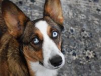 柯基混血犬:22种你一定会喜欢的杂交品种