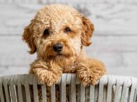 迷你金毛犬是纯种犬吗?身高体形有多大?