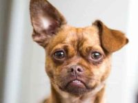 吉娃娃与哈巴狗的后代长啥样,有哪些独特的特征?