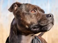 比特犬和腊肠犬可以杂交吗?有什么优缺点?