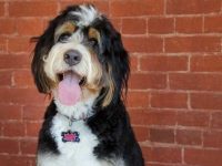 21只伯恩山犬混血可爱极了,你一定会想每只都养一只!