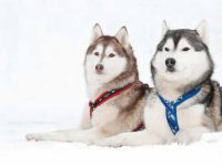 边境牧羊犬和西伯利亚哈士奇交配的后代有什么特点?