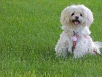 22种不同类型的吉娃娃幼犬,你都知道哪几个?