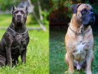 卡斯罗和藏獒有什么不同,哪个看门好?