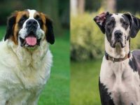 圣伯纳犬与大丹犬哪个好?优缺点深度解析!