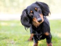 马耳他犬与腊肠犬混血串串体型有多大,外貌特征是什么样子?