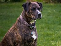 拳师犬和拉布拉多犬生的孩子都长什么样?