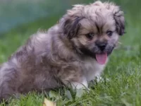 北京犬与马耳他犬交配的后代叫什么名?性格与外貌全解析!