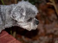 北京犬和贵宾犬混血的小狗好不好?性格特点怎么样?