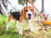 比格犬与杰克罗素梗能生什么样的狗?有哪些独特的特征?