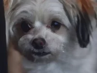 吉娃娃与马耳他犬的后代叫啥名?适合家庭饲养吗?