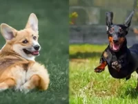 威尔士柯基犬与腊肠犬有什么区别?两者的优缺点深度解析!