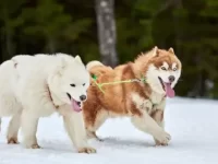 萨摩耶和哈士奇生下来的狗狗长什么样?