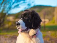 圣伯纳犬和纽芬兰犬混血性格怎么样?适合做家庭宠物吗?