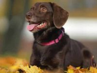 柯基犬和拉布拉多猎犬的串串长什么样子,有什么优缺点?