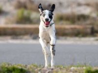 达尔马提亚混血犬:20只令人惊奇的斑点杂交幼犬