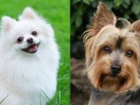 博美犬与约克夏犬有什么区别?起源地在哪里?