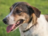 边境牧羊犬与比格犬杂交的叫什么犬?