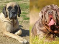 英国獒犬与那不勒斯獒犬有什么区别?起源地在哪里?