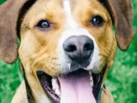 20种非常大且受欢迎的大丹犬杂交品种