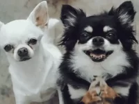 吉娃娃和哈士奇交配的后代有什么特点?