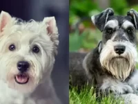 雪纳瑞与西高地白梗不同的点有哪些?