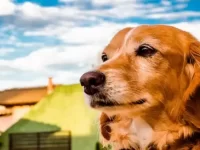 比格犬和金毛猎犬生出的后代会有什么特点?