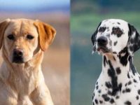 拉布拉多犬与达尔马提亚犬如何区分?哪种适合当家庭犬?