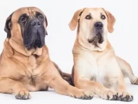 波尔獒犬和斗牛獒犬有什么区别?新手选狗避雷指南!