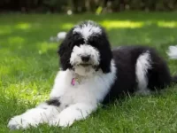 边境牧羊犬贵宾犬串串长什么样子?智商高吗?