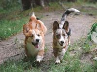 卡迪根威尔士柯基与彭布罗克威尔士柯基有什么区别?你真的分得清吗?