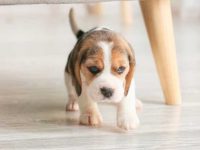 比格犬与拳师犬杂交品种怎么样?适合作为家庭宠物吗?