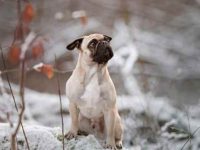 法国斗牛犬哈巴狗混血长什么样,适合做家庭宠物吗?