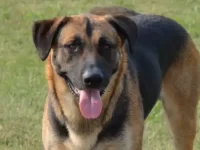 德国牧羊犬拉布拉多猎犬杂交的后代叫什么名?