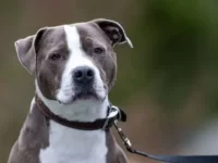 美国斗牛犬和比特犬混血叫啥名?适合家养吗?