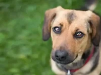 德国牧羊犬与腊肠犬混血叫什么名?有什么优缺点?