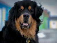 獒犬混种:20种温和的巨型杂交犬,你一定会喜欢