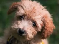 约克夏与贵宾犬生的小狗怎么样?有哪些优缺点?