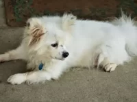 马耳他犬与博美犬混血长什么样?智商高吗?