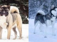 秋田犬和哈士奇哪个适合看家门?