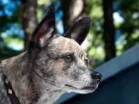 鼠梗犬和吉娃娃生的小狗长什么样?有什么优缺点?