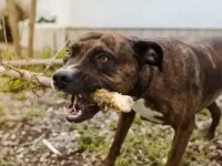 美国比特犬和卡斯罗犬混血长什么样子?性格怎么样?