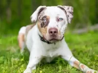 卡他豪拉犬与比特犬的后代叫啥名?性格怎么样?