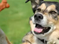 蓝赫勒犬和德国牧羊犬串串体型有多大,适合当家庭犬吗?