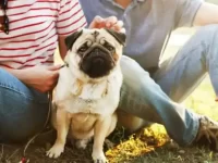 哈巴狗和贵宾犬串串叫啥名字,适合当家庭犬吗?